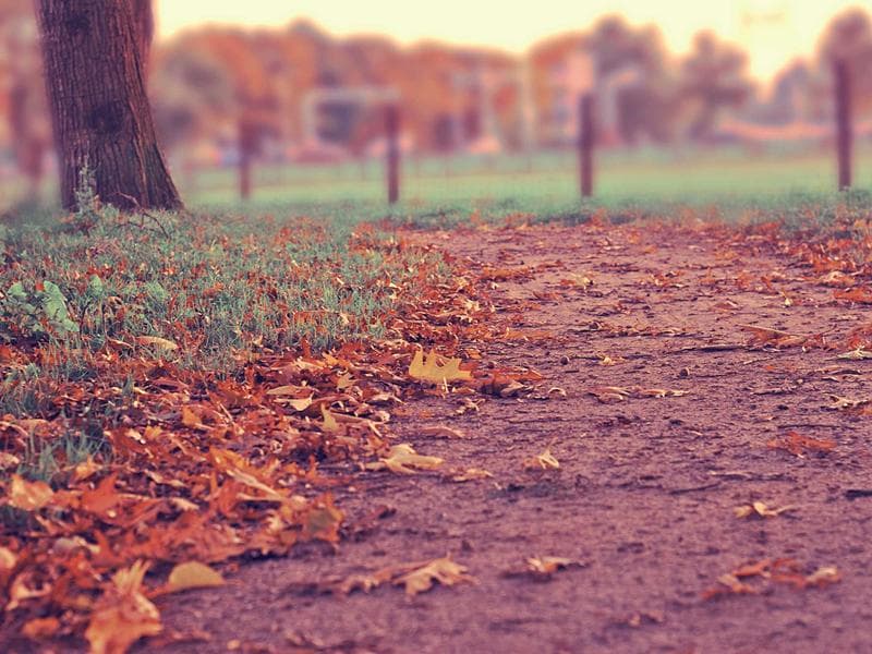 Pilana brenta — gater